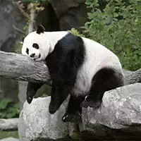 pandas_slide Pelit